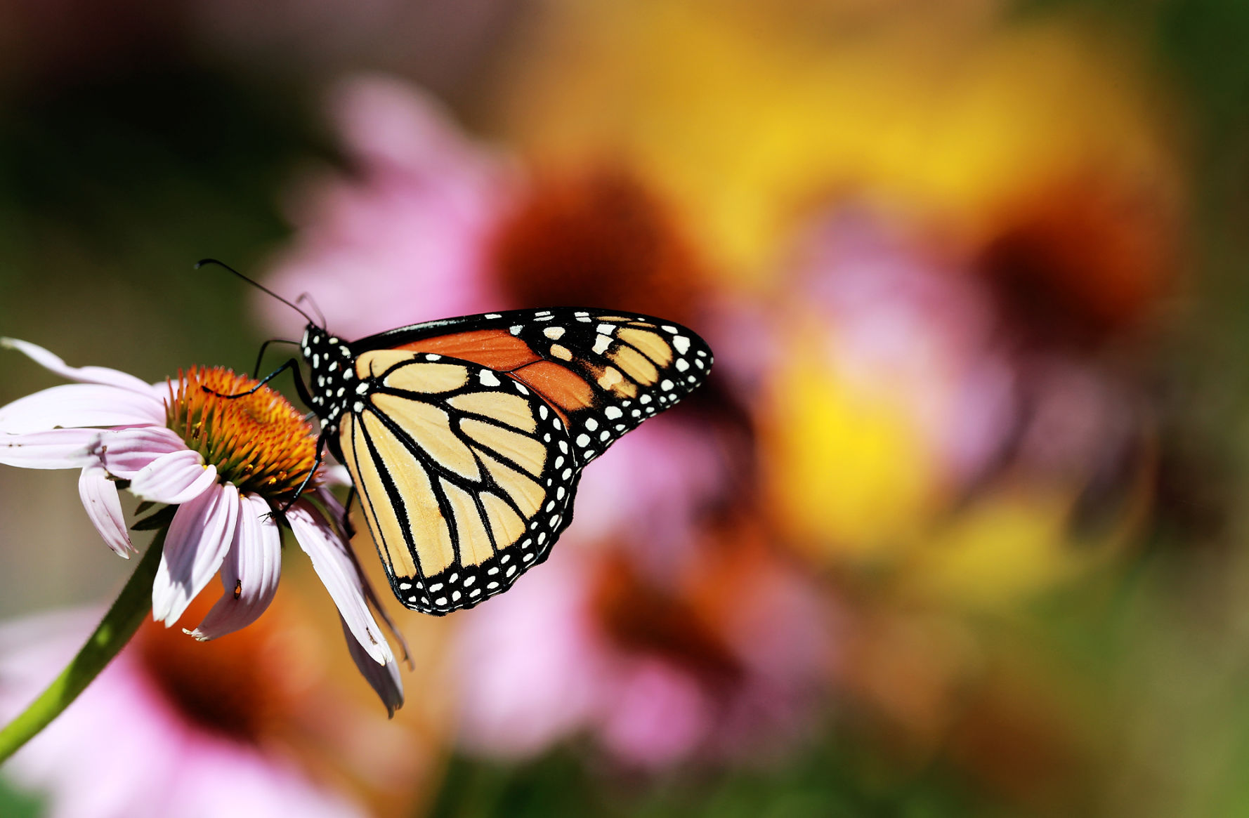 072719_StolleyGarden005_bjs.JPG